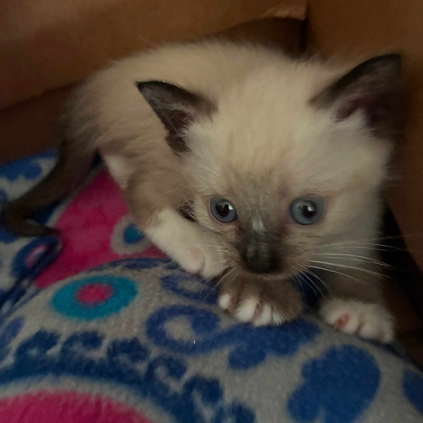 Tinja joined the competition — help win amazing prizes! animal, blanket, blue_eyes, cardboard_box, cat, closeup, cozy, curious, cute, feline, fur, indoor, kitten, paw, pet, playful, siamese, small, whiskers, young