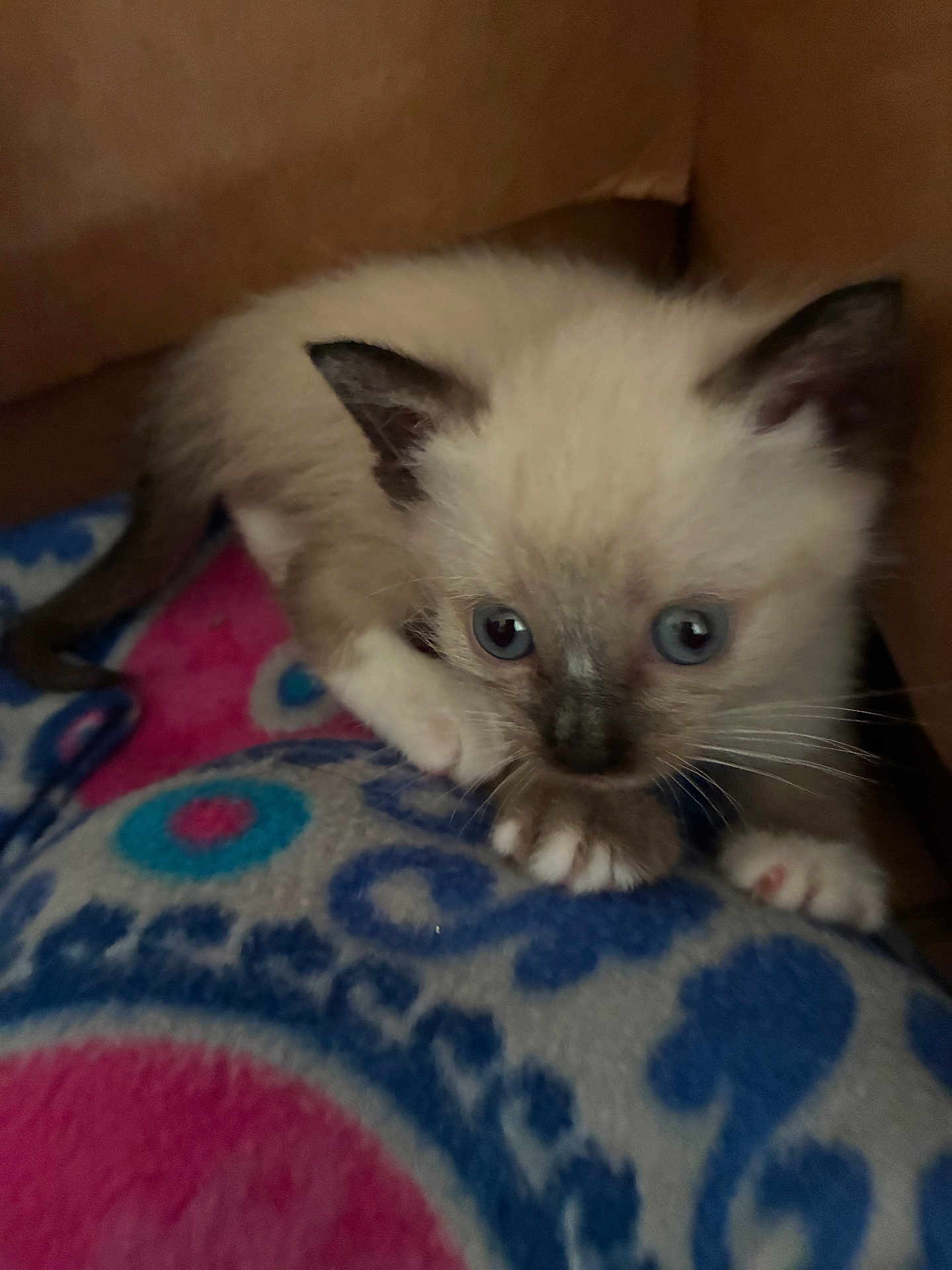 Tinja joined the competition — help win amazing prizes! kitten, cat, siamese, blue_eyes, feline, pet, young, cute, whiskers, indoor, blanket, cardboard_box, cozy, small, fur, animal, paw, curious, playful, closeup