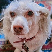 Miss Diva is registered to the contest to win money with this photo: dog, white_dog, collar, pet, animal, curly_fur, close_up, indoor, carpet, patterned_rug, cute, fluffy, domestic_animal, face, ears, nose, tag, sitting, fur, mammal