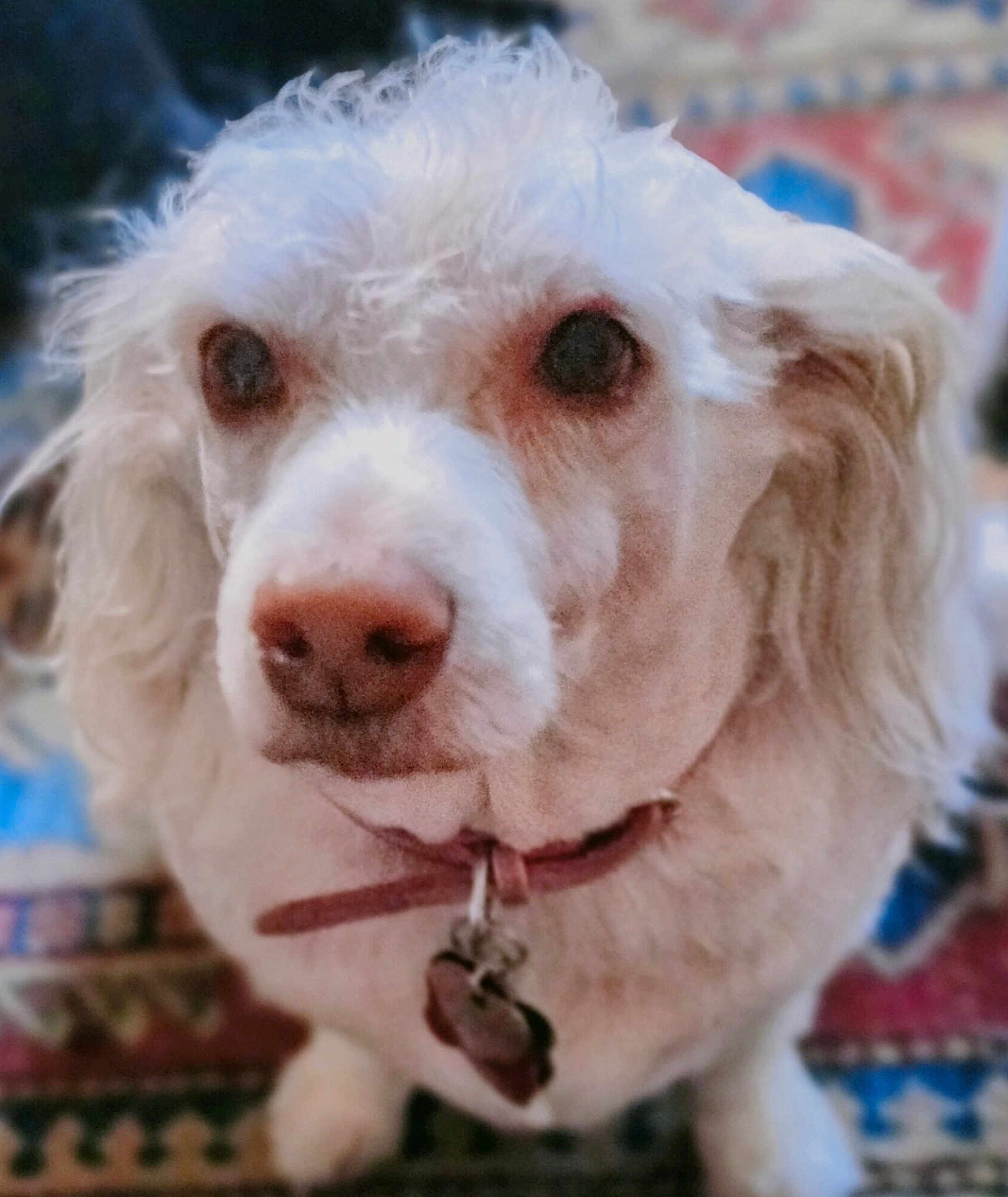 Miss Diva is registered to the contest to win money with this photo: dog, white_dog, collar, pet, animal, curly_fur, close_up, indoor, carpet, patterned_rug, cute, fluffy, domestic_animal, face, ears, nose, tag, sitting, fur, mammal