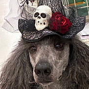 Koda is registered to the contest to win money with this photo: dog, poodle, hat, skull, spider, red_rose, costume, halloween, pet, fur, face, portrait, animal, indoor, black_fur, decorative, closeup, cute, pet_accessory, funny