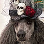 animal, black_fur, closeup, costume, cute, decorative, dog, face, funny, fur, halloween, hat, indoor, pet, pet_accessory, poodle, portrait, red_rose, skull, spider