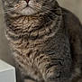 Bowie is registered to the contest to win money with this photo: cat, tabby, pet, animal, feline, fur, whiskers, ears, eyes, sitting, domestic, closeup, portrait, cute, indoor, soft_light, gray, striped, paws, calm