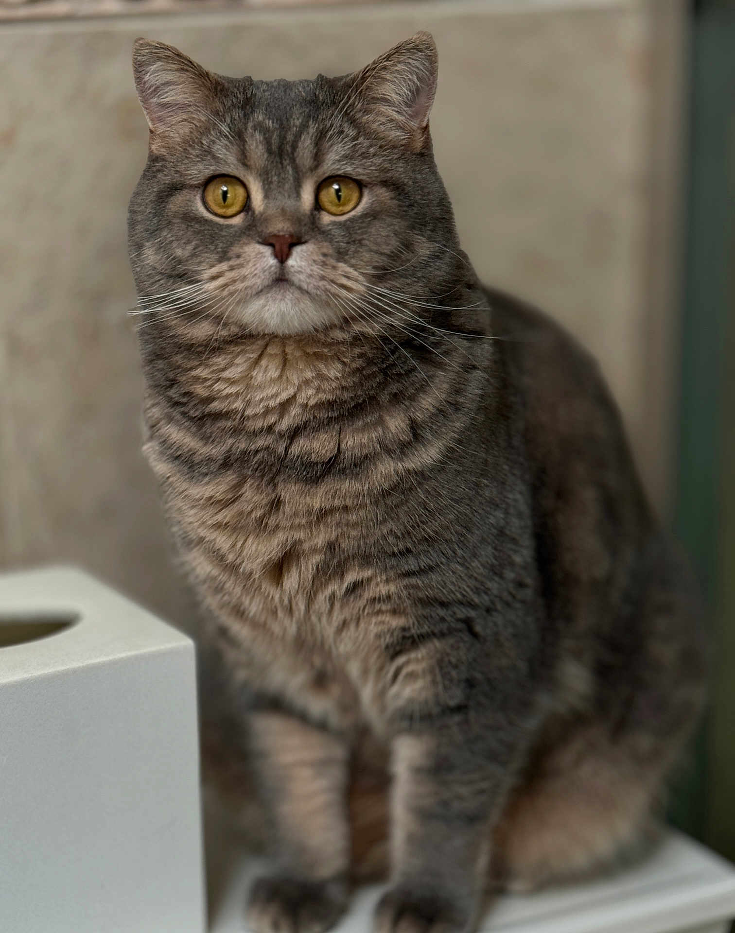Bowie