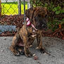 puppy, dog, brindle, collar, pink_bow, outdoor, concrete, chain_link_fence, greenery, bushes, pet, animal, young_dog, sitting, cute, ears, snout, paws, fur, nature