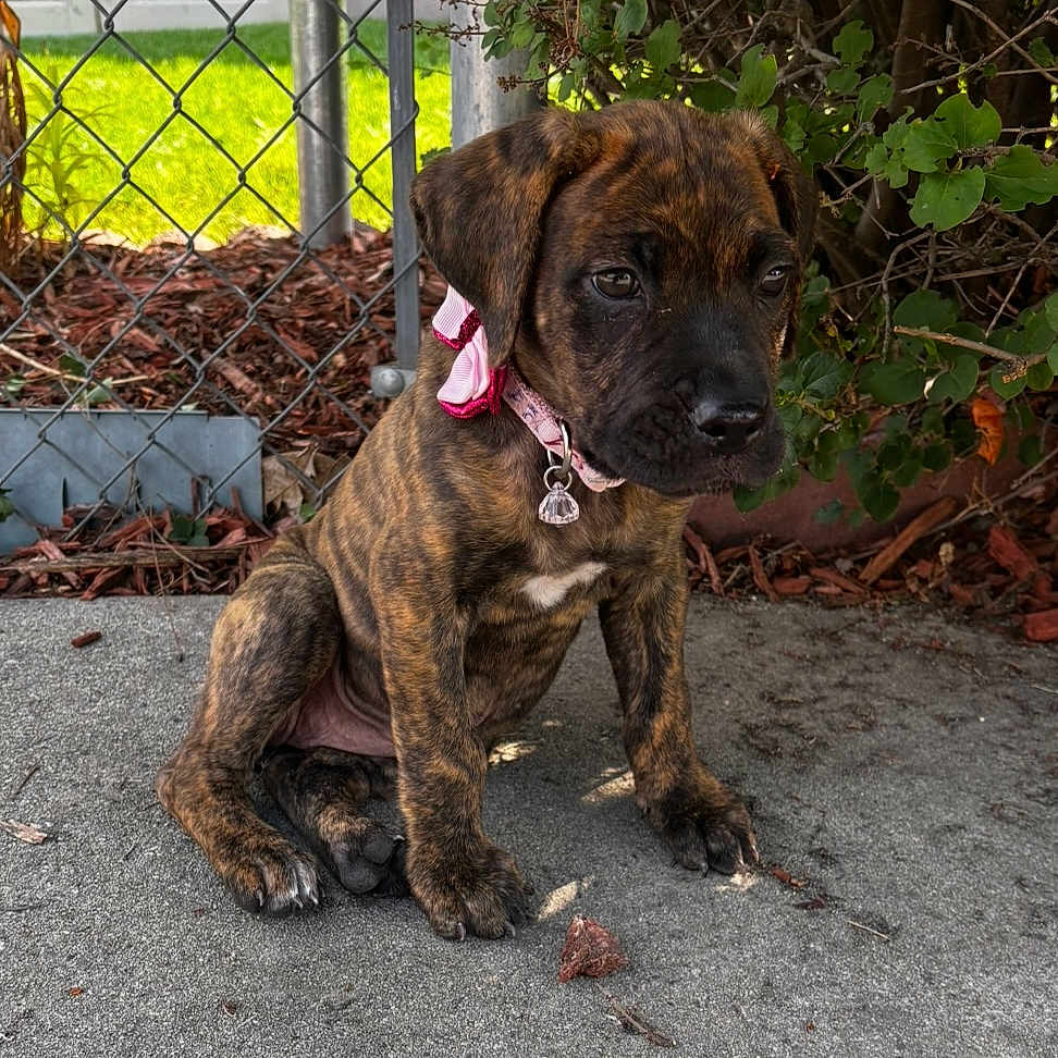 Luna is registered to the contest to win money with this photo: animal, brindle, bushes, chain_link_fence, collar, concrete, cute, dog, ears, fur, greenery, nature, outdoor, paws, pet, pink_bow, puppy, sitting, snout, young_dog