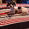 animal, bed, black_and_white, blanket, cozy, curious, cute, dog, ears, fur, furniture, home, indoor, lounge, paw, pet, relaxed, resting, small_dog, striped_bedspread