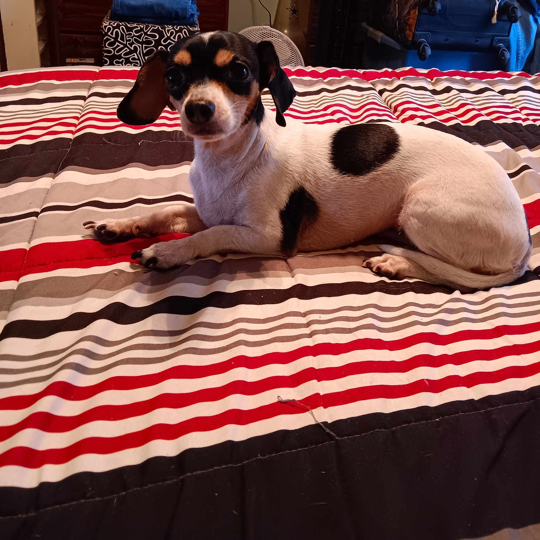 Snoppy is registered to the contest to win money with this photo: animal, bed, black_and_white, blanket, cozy, curious, cute, dog, ears, fur, furniture, home, indoor, lounge, paw, pet, relaxed, resting, small_dog, striped_bedspread