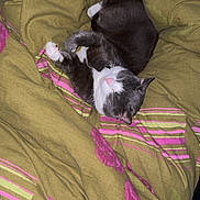 Junior participe au concours pour gagner de l'argent avec cette photo : animal, baby, bed, bedroom, blanket, canine, cat, couch, cushion, furniture, homedecor, indoors, kitten, linen, manx, person, pet, quilt, room, sleeping