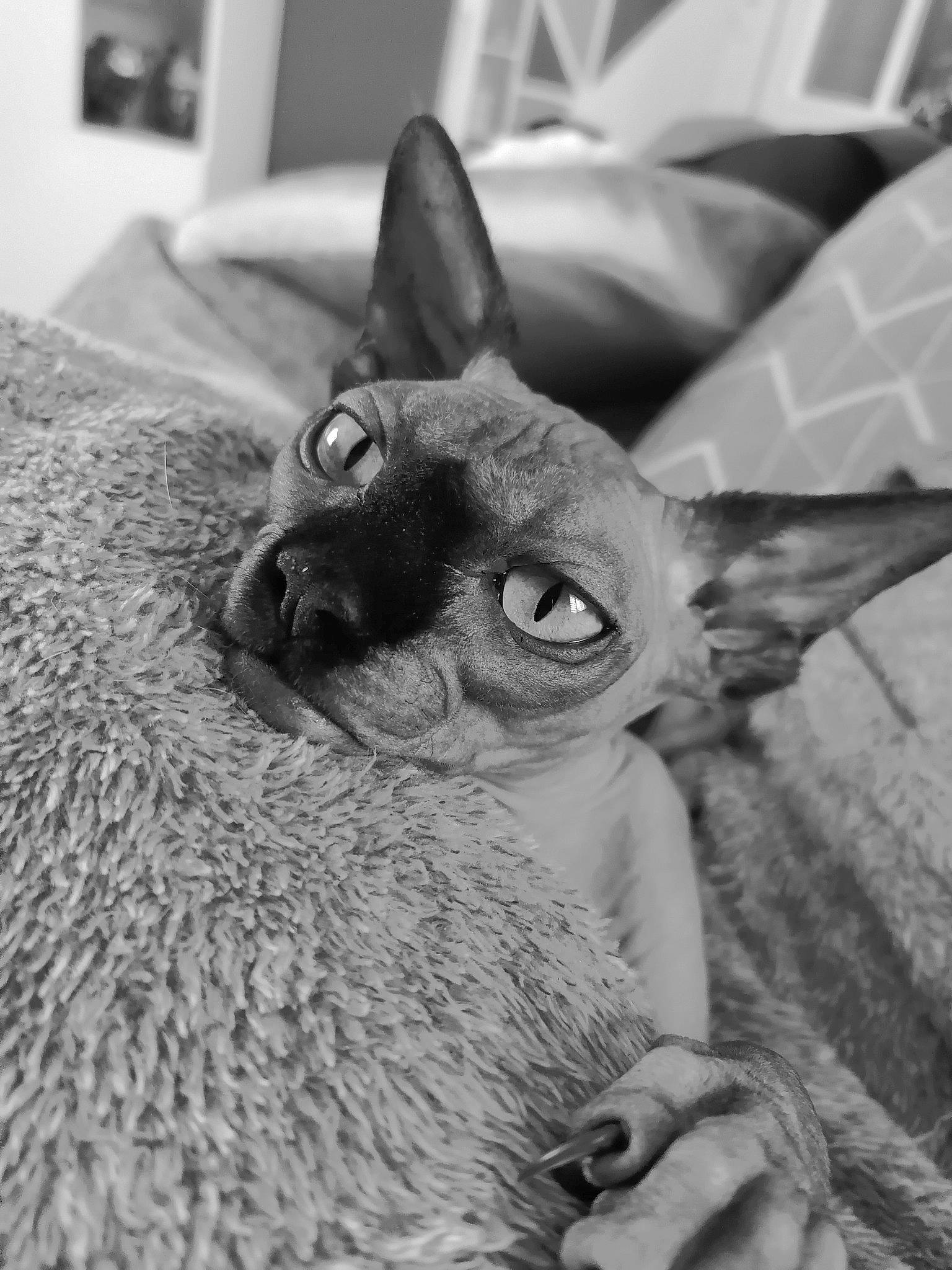 Quamylle participe au concours pour gagner de l'argent avec cette photo : black_and_white, carnivore, cat, cornish_rex, devon_rex, ear, eye, felidae, mammal, monochrome, photography, small_to_medium_sized_cats, snout, style, whiskers