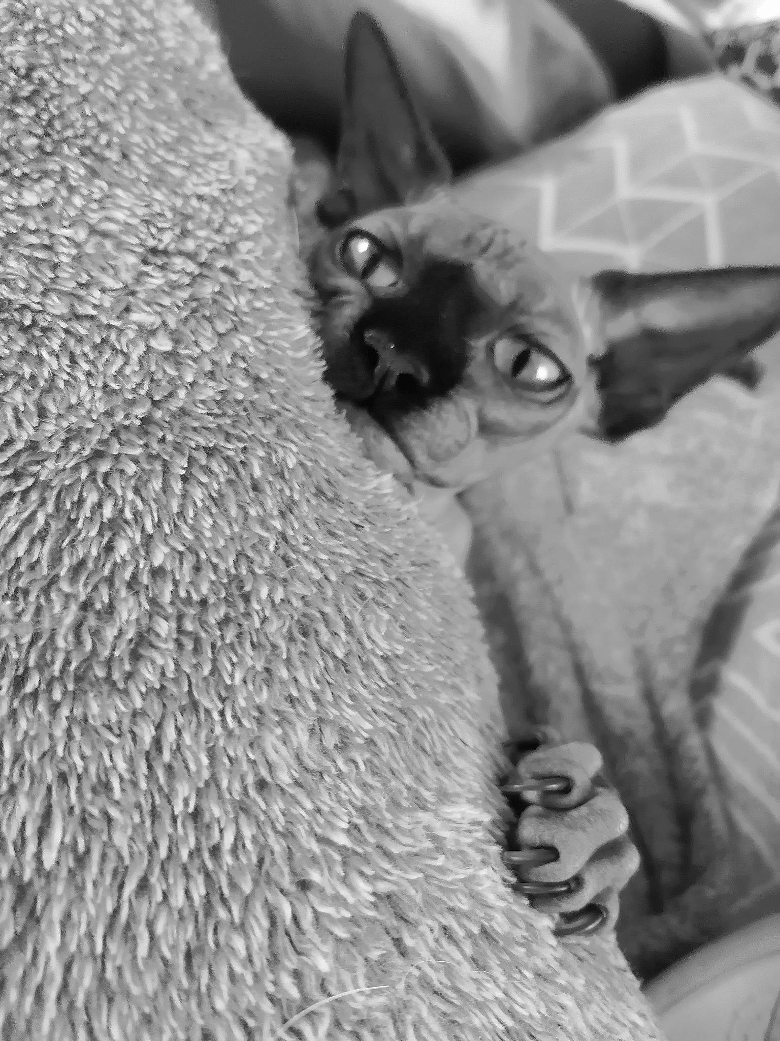 Quamylle a rejoint le concours — aidez-le/la à gagner de superbes lots ! asian, black_and_white, carnivore, cat, cornish_rex, devon_rex, fawn, felidae, german_rex, mammal, peterbald, rex_cat, small_to_medium_sized_cats, snout, sphynx, thai, vertebrate, whiskers