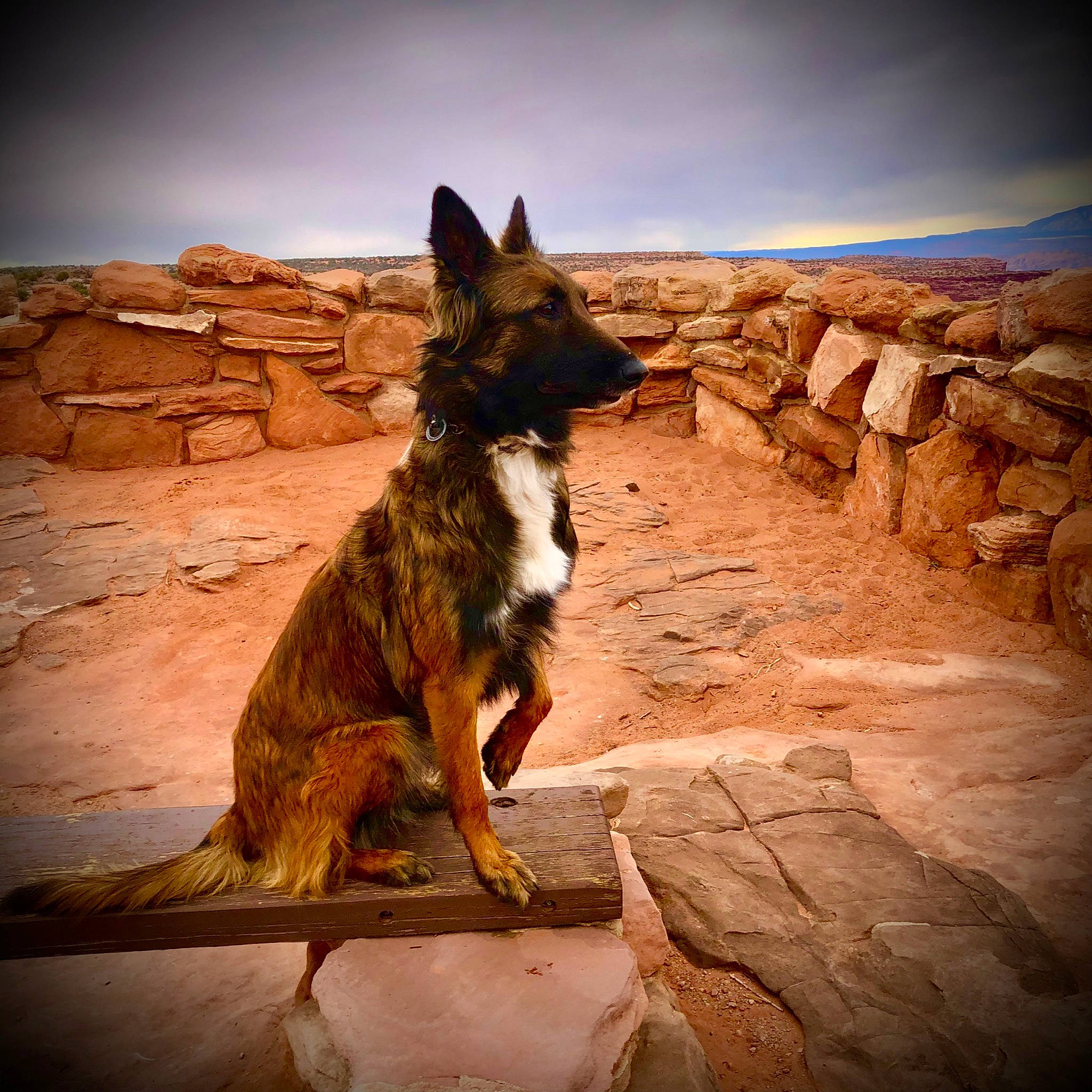 Maple joined the competition — help win amazing prizes! bedrock, canidae, carnivore, cloud, dog, dog_breed, evening, fawn, german_shepherd_dog, herding_dog, landscape, old_german_shepherd_dog, rock, shadow, sky, snout, soil, sporting_group, wildlife, wood