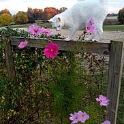 Daisy is registered to the contest to win money with this photo: cat, white_cat, fence, wooden_fence, pink_flowers, flowers, nature, outdoor, grass, plants, trees, autumn, sky, cloudy_sky, animal, pet, curious, balancing, rural, garden