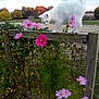 cat, white_cat, fence, wooden_fence, pink_flowers, flowers, nature, outdoor, grass, plants, trees, autumn, sky, cloudy_sky, animal, pet, curious, balancing, rural, garden