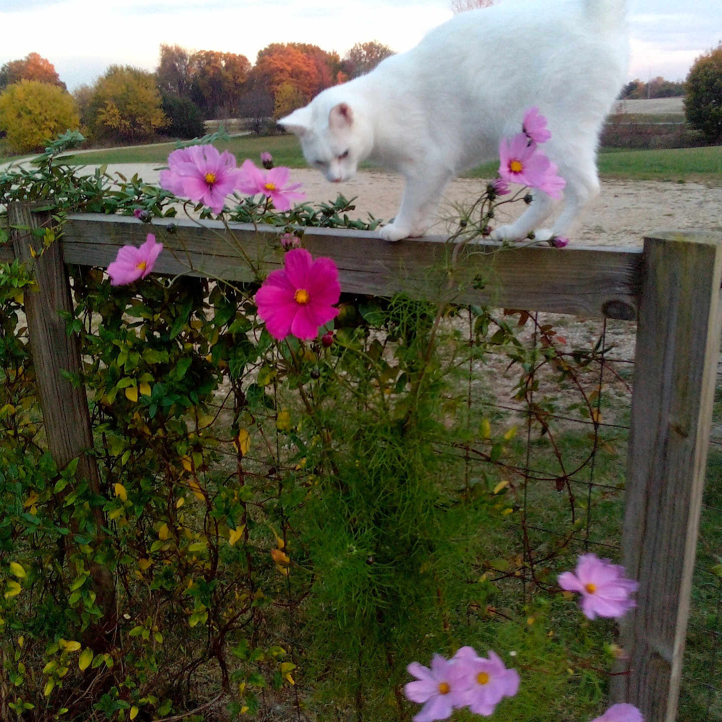 Daisy is registered to the contest to win money with this photo: animal, autumn, balancing, cat, cloudy_sky, curious, fence, flowers, garden, grass, nature, outdoor, pet, pink_flowers, plants, rural, sky, trees, white_cat, wooden_fence