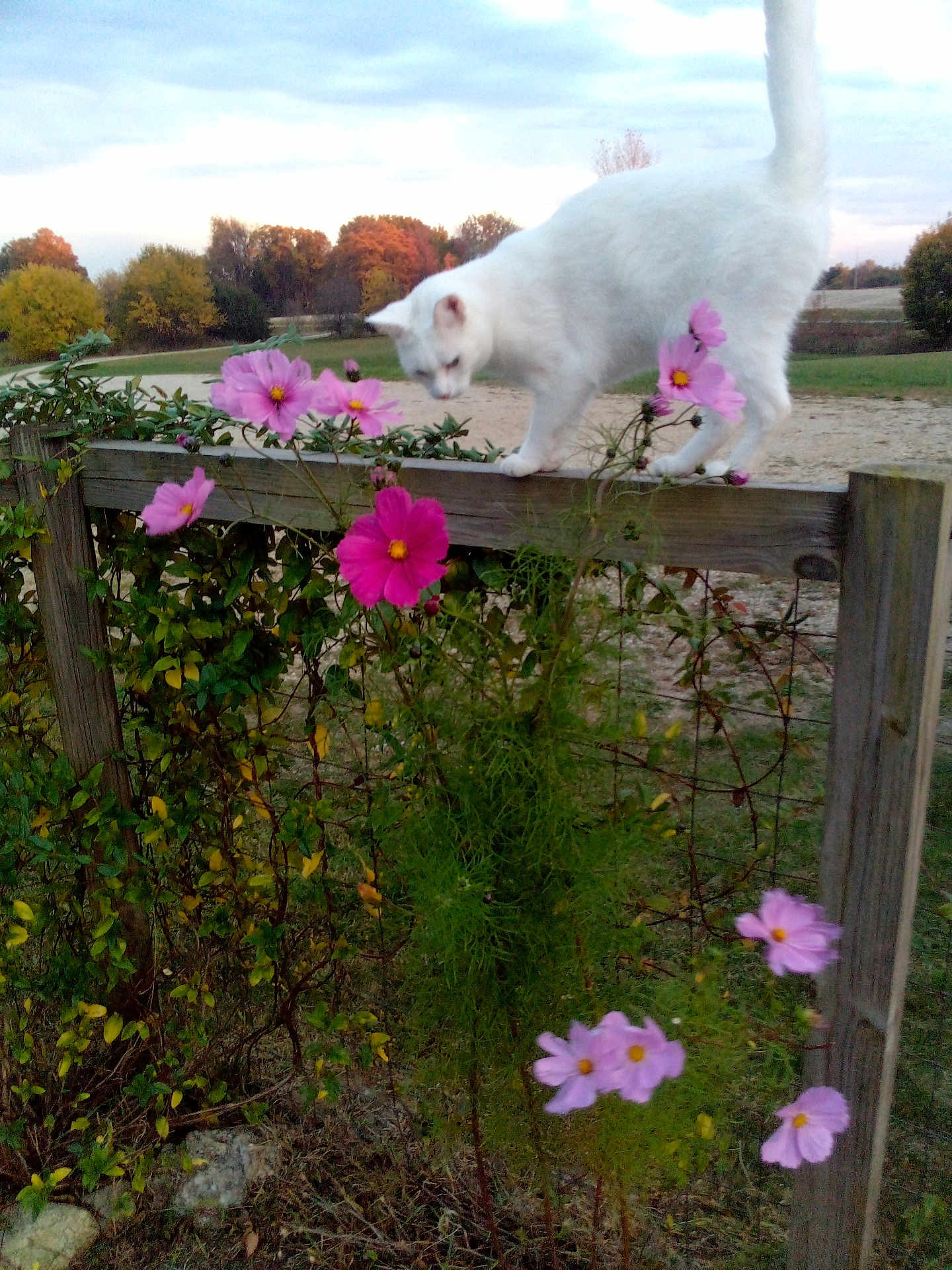Daisy is registered to the contest to win money with this photo: cat, white_cat, fence, wooden_fence, pink_flowers, flowers, nature, outdoor, grass, plants, trees, autumn, sky, cloudy_sky, animal, pet, curious, balancing, rural, garden