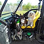 dog, vehicle, outdoor, green, yellow_seat, sunny, grass, fence, pet, animal, canine, parked, daytime, three_dogs, small_dog, medium_dog, sitting, resting, nature, rural