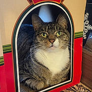 Molly joined the competition — help win amazing prizes! cat, tabby_cat, cardboard_box, cutout_window, indoor, pet, feline, green_eyes, white_chest, patterned_rug, cozy, resting, alert, home, animal, cute, funny, box, kitten, playful