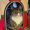 cat, tabby_cat, cardboard_box, cutout_window, indoor, pet, feline, green_eyes, white_chest, patterned_rug, cozy, resting, alert, home, animal, cute, funny, box, kitten, playful