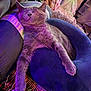 cat, gray_cat, sleeping, cushion, blue_cushion, relaxed, feline, pet, indoor, cozy, purple_light, soft_fur, close_up, resting, comfort, animal, whiskers, paw, cute, nap