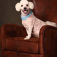Dallas is registered to the contest to win money with this photo: dog, poodle, white_dog, pet, chair, armchair, leather_chair, scarf, portrait, studio, indoor, animal, sitting, smiling, cute, domestic_animal, furry, friendly, pet_accessory, well_groomed