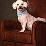 dog, poodle, white_dog, pet, chair, armchair, leather_chair, scarf, portrait, studio, indoor, animal, sitting, smiling, cute, domestic_animal, furry, friendly, pet_accessory, well_groomed