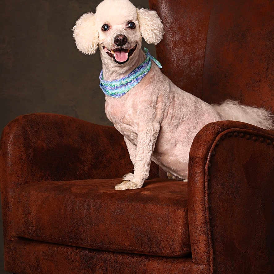 Dallas is registered to the contest to win money with this photo: dog, poodle, white_dog, pet, chair, armchair, leather_chair, scarf, portrait, studio, indoor, animal, sitting, smiling, cute, domestic_animal, furry, friendly, pet_accessory, well_groomed