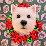 Mia joined the competition — help win amazing prizes! dog, white_dog, fluffy, closeup, festive, holiday, wreath, gift_bows, red_bows, green_bows, cute, pet, portrait, decorative, background, cartoon_dogs, christmas, animal, indoors, adorable