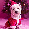 Mia Bella is registered to the contest to win money with this photo: dog, white_dog, santa_hat, christmas_outfit, holiday, festive, christmas_tree, ornaments, pink_background, fluffy, cute, pet, indoors, soft_texture, holiday_costume, small_dog, fur, sitting, decorations, celebration