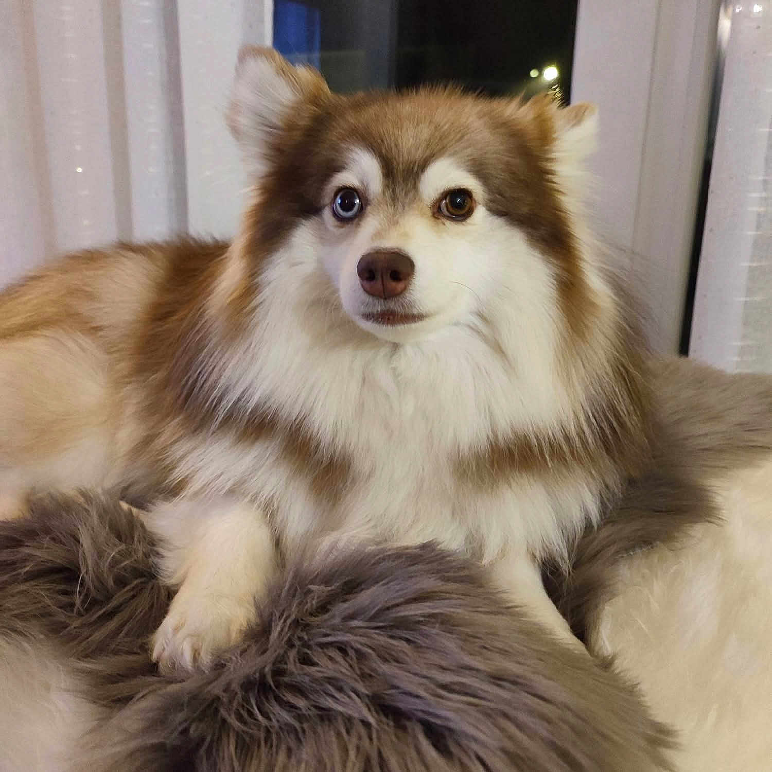 Nala participe au concours pour gagner de l'argent avec cette photo : animal, blanket, brown, comfort, cozy, cute, dog, ears, face, fluffy, fur, heterochromia, home, indoor, looking, paw, pet, relaxed, white, window
