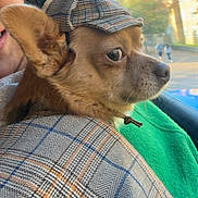 Coco is registered to the contest to win money with this photo: dog, pet, costume, hat, plaid, cape, window, side_view, ears, outdoor, daylight, mammal, canine, portrait, face, furry, brown_fur, clothing, profile, looking