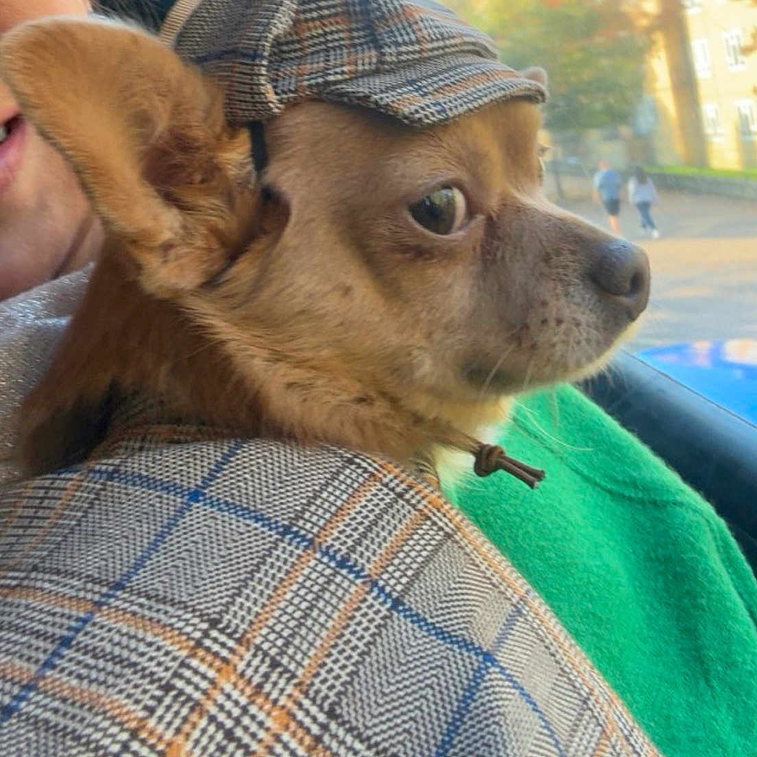 Coco is registered to the contest to win money with this photo: brown_fur, canine, cape, clothing, costume, daylight, dog, ears, face, furry, hat, looking, mammal, outdoor, pet, plaid, portrait, profile, side_view, window