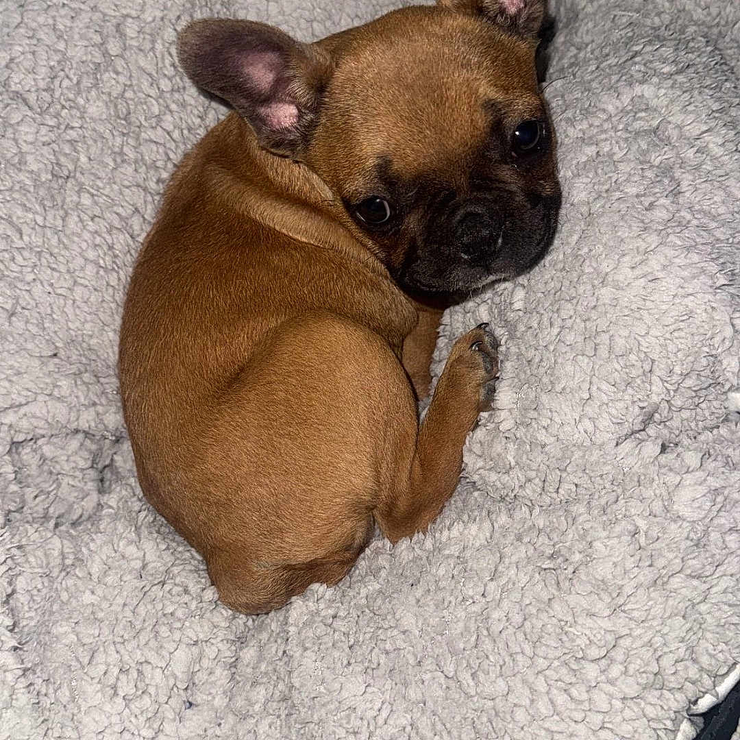 Sayuri a rejoint le concours — aidez-le/la à gagner de superbes lots ! animal, blanket, boxer, bulldog, canine, cat, chihuahua, dog, frenchbulldog, hound, person, pet, pitbull, pug, puppy, quilt, sleeping