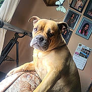 Cookiie is registered to the contest to win money with this photo: animal, brown_dog, calendar, close_up, couch, curtain, dog, ears, face, furniture, home, indoor, light, paw, pet, portrait, snout, telescope, wall_decor, window
