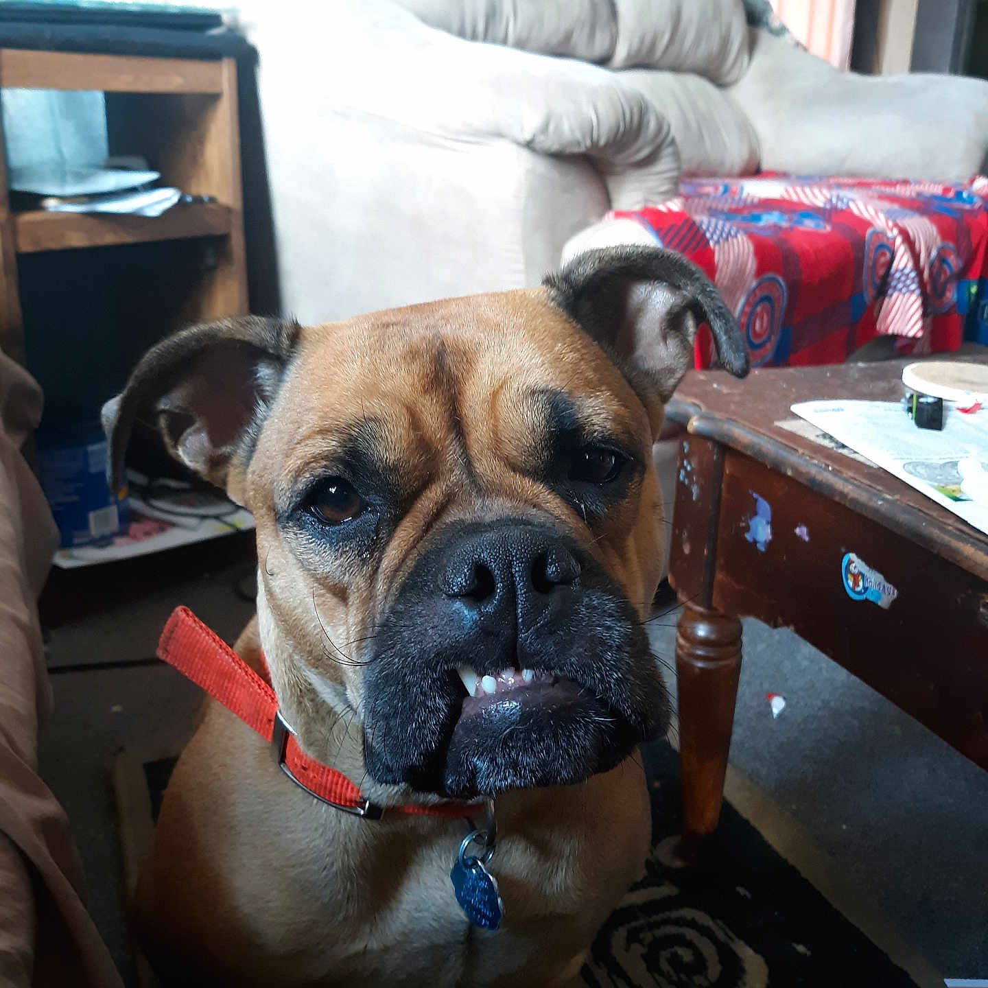 Cookiie is registered to the contest to win money with this photo: animal, blanket, brown_dog, canine, close_up, coffee_table, collar, couch, dog, expression, floor, furniture, home, indoor, living_room, paper, pet, red_collar, rug, tag