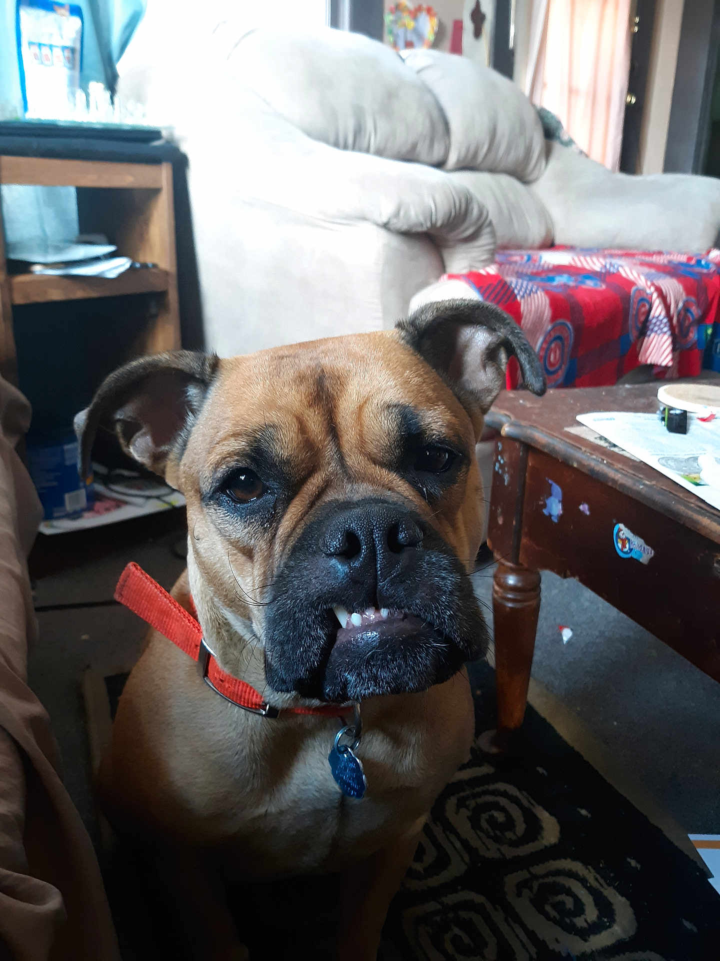 Cookiie is registered to the contest to win money with this photo: animal, blanket, brown_dog, canine, close_up, coffee_table, collar, couch, dog, expression, floor, furniture, home, indoor, living_room, paper, pet, red_collar, rug, tag