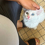 Crystal participe au concours pour gagner de l'argent avec cette photo : animal, blue_eye, cat, companion, cute, domestic, feline, floor_tile, footwear, fur, green_eye, hand, heterochromia, indoor, kitten, paw, person, pet, sandal, white_cat