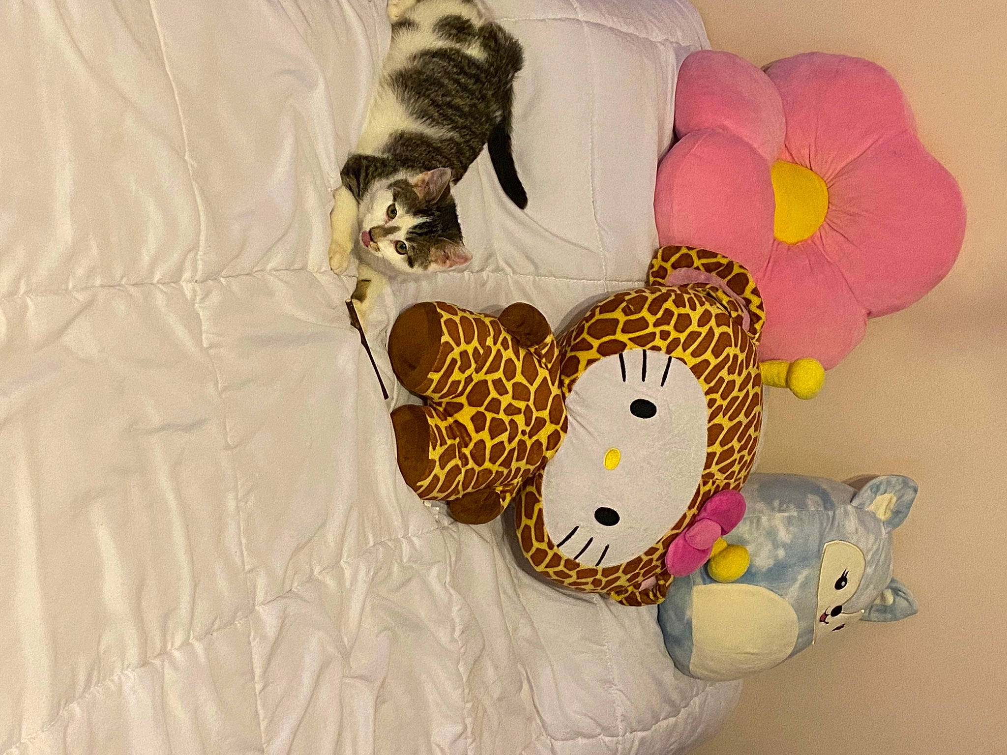 Doug is registered to the contest to win money with this photo: baby_products, baby_toddler_clothing, baby_toys, button, companion_dog, fashion_accessory, felidae, flower, linens, magenta, pattern, petal, plant, plush, room, sleeve, stuffed_toy, teddy_bear, toy, toy_dog