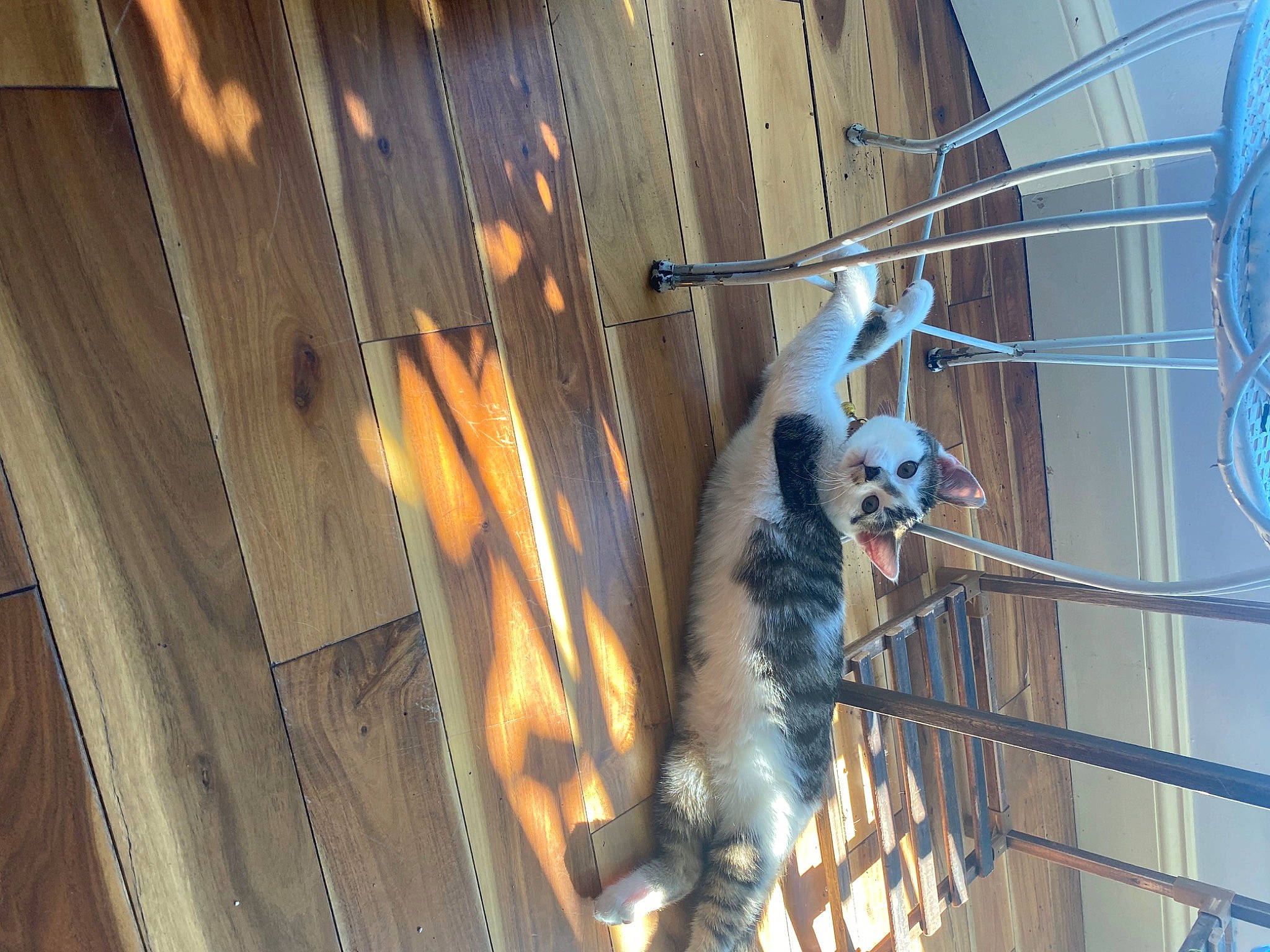 Doug is registered to the contest to win money with this photo: animal_shelter, beak, building, daylighting, electric_blue, engineering, facade, feather, fur, glass, hardwood, metal, pattern, plank, shadow, steel, tail, twig, wing, wood