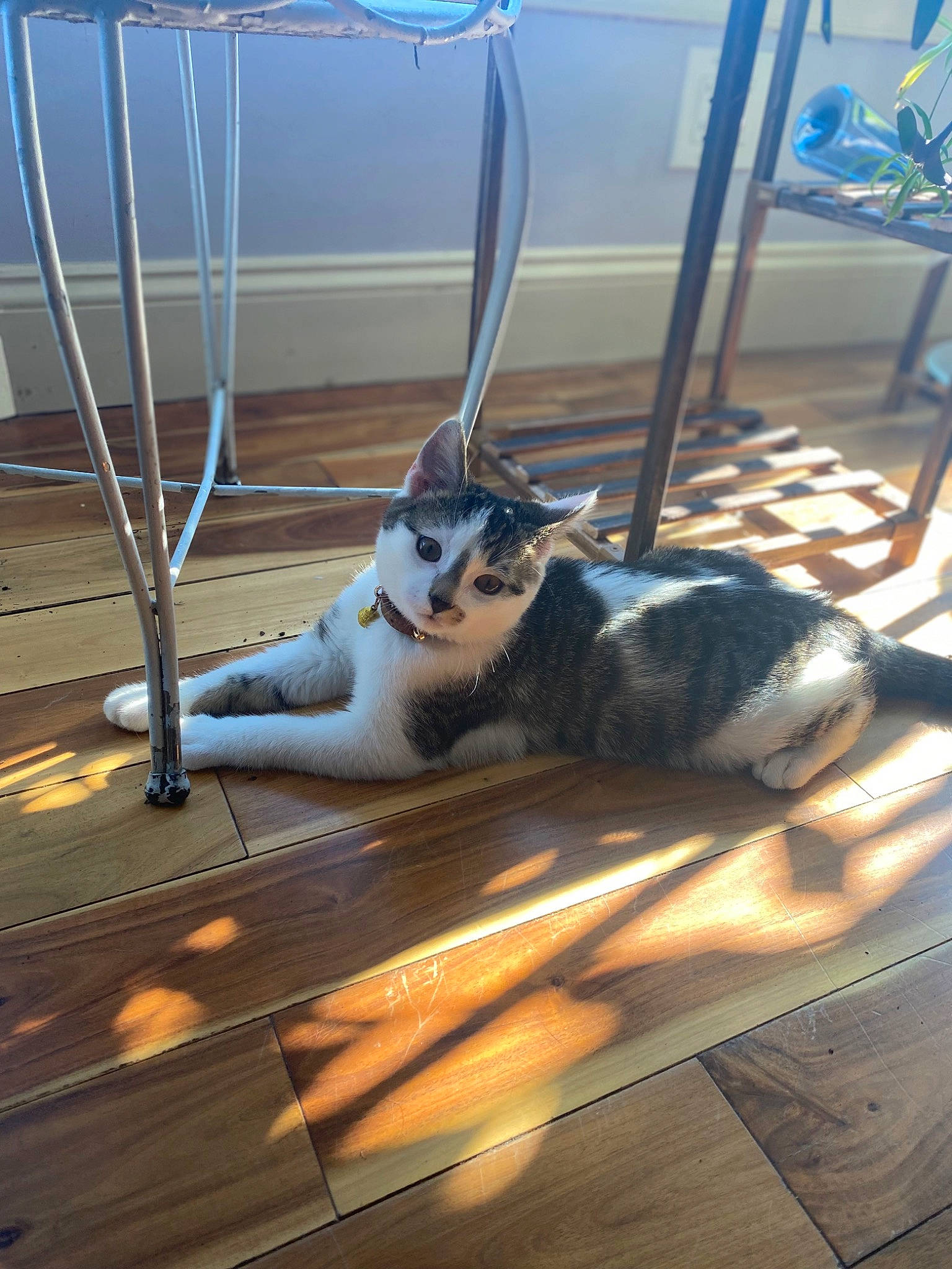 Doug is registered to the contest to win money with this photo: carnivore, cat, comfort, companion_dog, domestic_short_haired_cat, fawn, felidae, floor, flooring, fur, glass, hardwood, human_leg, mammal, metal, room, small_to_medium_sized_cats, tail, whiskers, wood