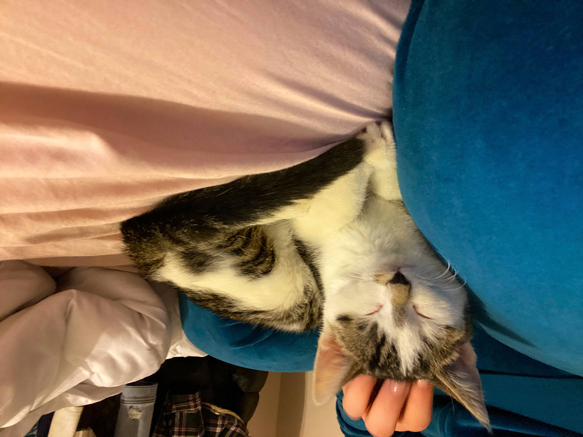 Doug is registered to the contest to win money with this photo: abdomen, beak, cat, claw, elbow, feather, felidae, foot, fur, gesture, human_leg, linens, nail, paw, small_to_medium_sized_cats, tail, whiskers, wildlife_biologist, wing