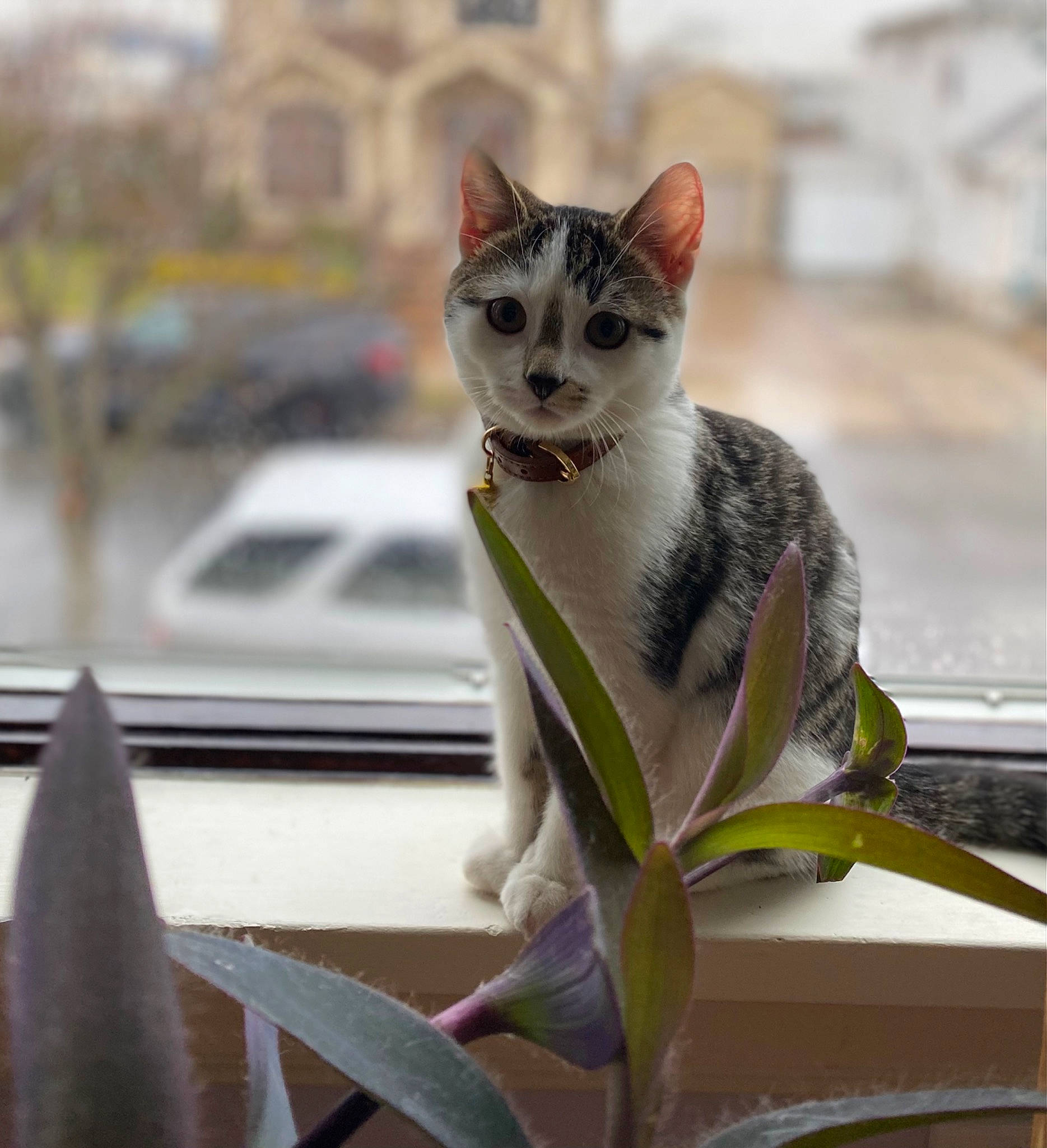 Doug joined the competition — help win amazing prizes! carnivore, cat, collar, domestic_short_haired_cat, fawn, felidae, flowerpot, fur, grass, houseplant, plant, plant_stem, sitting, small_to_medium_sized_cats, tail, terrestrial_animal, whiskers, wildlife, window, wood