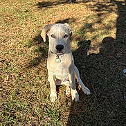 Appa is registered to the contest to win money with this photo: dog, puppy, outdoor, yard, grass, sunlight, shadow, collar, nature, pet, animal, canine, playful, summer, greenery, fence, backyard, two_dogs, curious, watchful