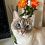 blue_eyes, cat, close_up, curious, cute, decor, domestic_animal, face, flowers, fur, indoor, orange, pet, plant, pot, red, roses, table, whiskers