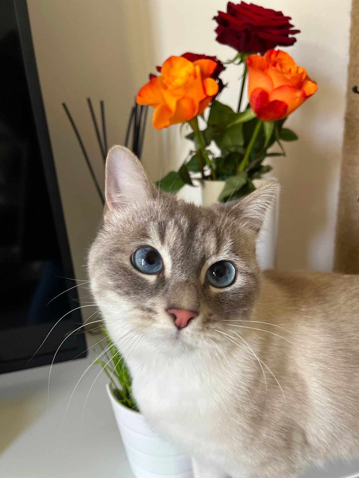 Olie participe au concours pour gagner de l'argent avec cette photo : blue_eyes, cat, close_up, curious, cute, decor, domestic_animal, face, flowers, fur, indoor, orange, pet, plant, pot, red, roses, table, whiskers