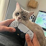 Olie a rejoint le concours — aidez-le/la à gagner de superbes lots ! cat, closeup, comfort, controller, cute, electronics, feline, hands, home, human, indoor, lamp, pet, playing, relaxation, resting, technology, television, video_game_controller, whiskers