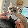 cat, closeup, comfort, controller, cute, electronics, feline, hands, home, human, indoor, lamp, pet, playing, relaxation, resting, technology, television, video_game_controller, whiskers