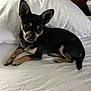 dog, chihuahua, small_dog, black_dog, tan_markings, pet, bed, white_bed, pillow, indoor, resting, animal, cute, ears, fur, looking, lying_down, domestic_animal, companion, curious