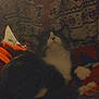 Luna is registered to the contest to win money with this photo: cat, animal, pet, blanket, patterned_sweater, fuzzy, indoor, cozy, colorful, resting, cute, black_and_white, feline, soft, warm, relaxed, companion, casual, fabric, person_partial