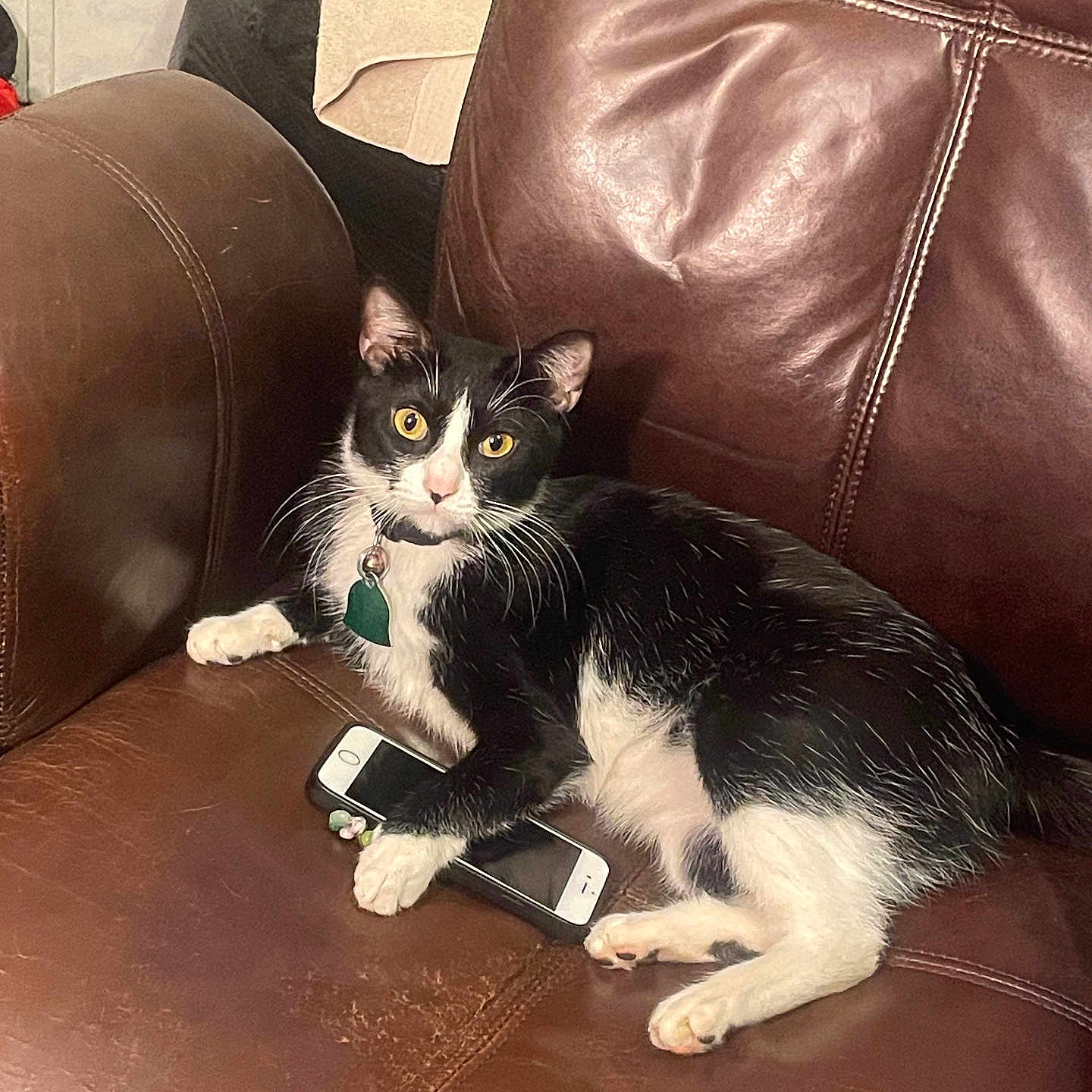 Luna joined the competition — help win amazing prizes! alert, black_and_white, blanket, cat, collar, curious, cushion, feline, fur, home, indoor, leather_chair, paw, pet, relaxed, seated, smartphone, tag, tuxedo_cat, whiskers